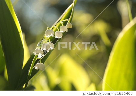 Lily of the valley in the forest Lily of the valley in the forest 31635403