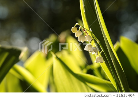 Lily of the valley in the forest Lily of the valley in the forest 31635404