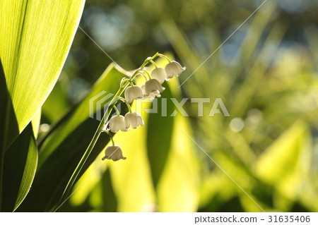 Lily of the valley in the forest 31635406
