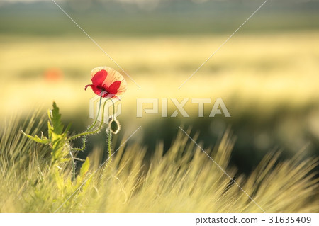 Poppy in the grain field 31635409