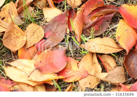落葉 落葉 31635699