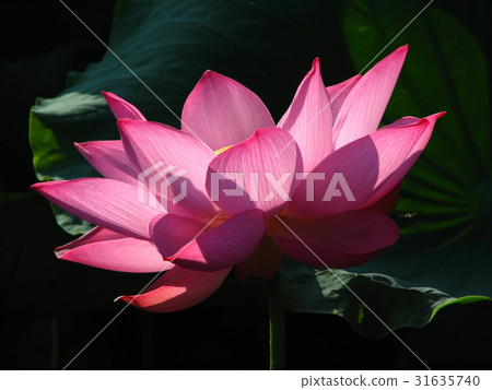 中國古代的文學家認為荷花聖潔高雅 31635740