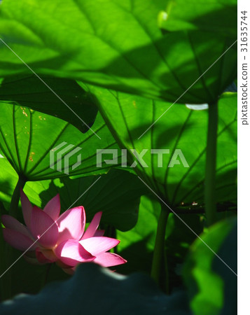 中國古代的文學家認為荷花聖潔高雅 中國古代的文學家認為荷花聖潔高雅 31635744