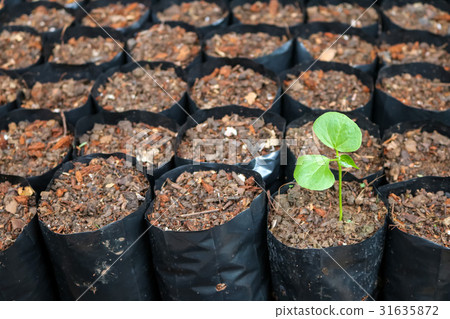Seedlings with soil preparation plant in the bag. Seedlings with soil preparation plant in the bag. 31635872