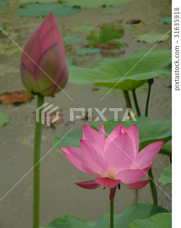 荷花聖潔高雅 31635918