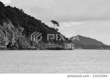 Black and White, Small tree over coastline Black and White, Small tree over coastline 31635944