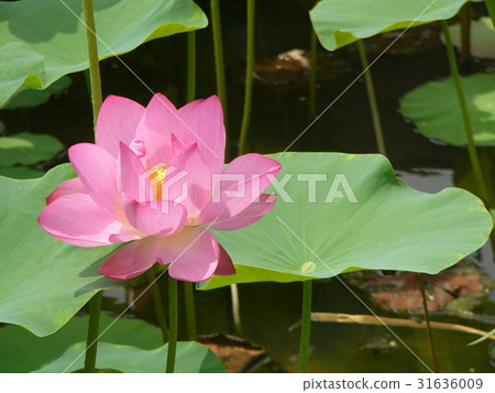 荷花聖潔高雅 31636009