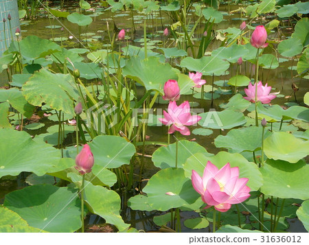 Lotus holy elegance 31636012