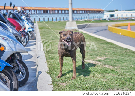 快樂的狗 31636154