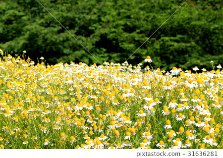 German Chamomile Herb Field German Chamomile Herb Field 31636281