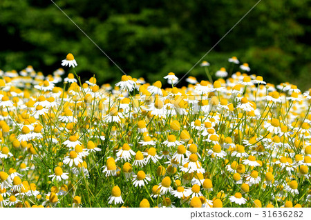 German Chamomile Herb Field 31636282