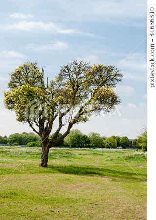 A tree standing in the field 31636310