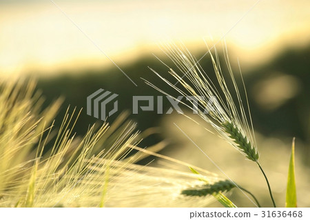 Ear of grain in the field 31636468