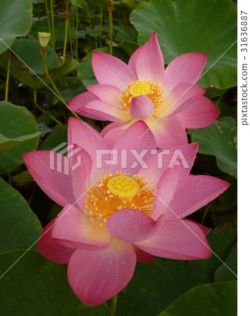 荷花聖潔高雅 荷花聖潔高雅 31636887