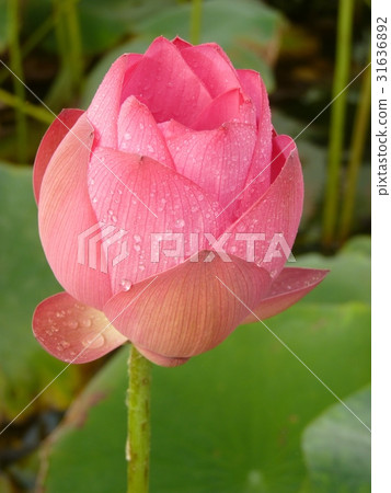 荷花聖潔高雅 31636892