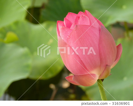 荷花聖潔高雅 荷花聖潔高雅 31636901