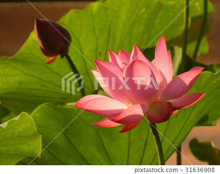 荷花聖潔高雅 31636908