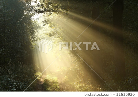 Dirt road through the forest on a misty morning Dirt road through the forest on a misty morning 31636920