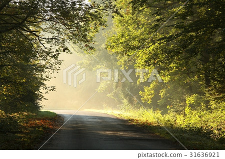 Country road through the autumn forest at sunrise Country road through the autumn forest at sunrise 31636921