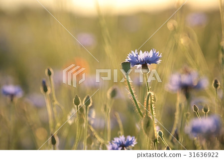 Cornflower in the field at dusk Cornflower in the field at dusk 31636922