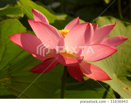 荷花生機盎然 31636943