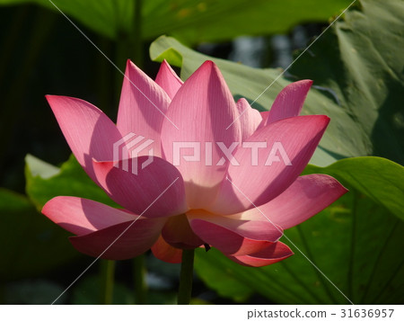 荷花生機盎然 荷花生機盎然 31636957