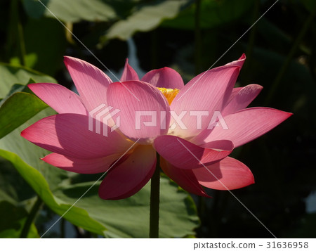 荷花生機盎然 31636958