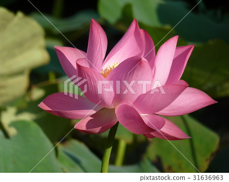 荷花生機盎然 31636963