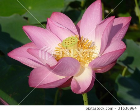 荷花生機盎然 荷花生機盎然 31636964