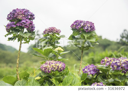 Yangmingshan Hydrangea Season 31636972
