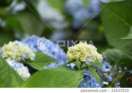 Yangmingshan Hydrangea Season 31637010