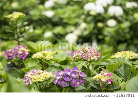 陽明山繡球花季 陽明山繡球花季 31637011