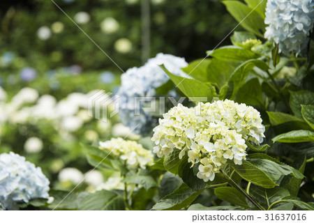 Yangmingshan Hydrangea Season 31637016