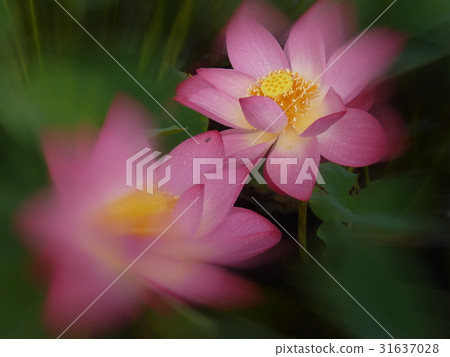 荷花生機盎然 荷花生機盎然 31637028