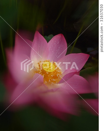 荷花生機盎然 31637030