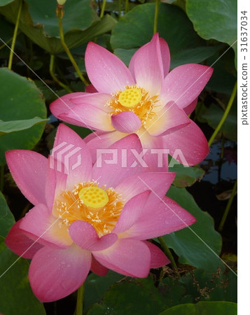 荷花生機盎然 31637034