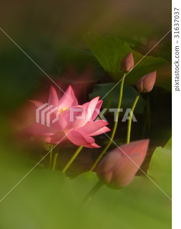 荷花生機盎然 荷花生機盎然 31637037