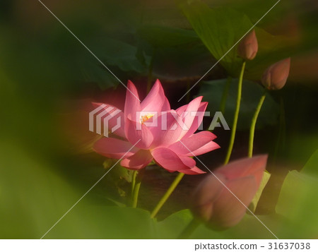 荷花生機盎然 荷花生機盎然 31637038