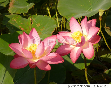 荷花生機盎然 荷花生機盎然 31637043