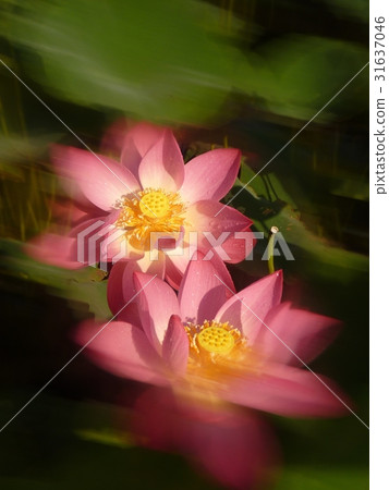 荷花生機盎然 荷花生機盎然 31637046