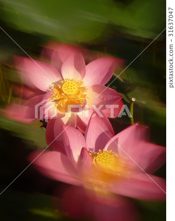 荷花生機盎然 31637047