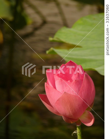 荷花盛開於夏季 31637060