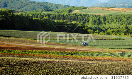 Tsumagoi村心愛的小山 Tsumagoi村心愛的小山 31637785