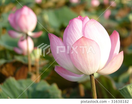 荷花盛開於夏季 31638182