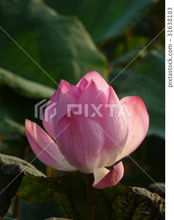Lotus blooming in summer 31638183