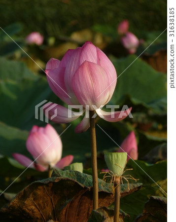 荷花盛開於夏季 31638185