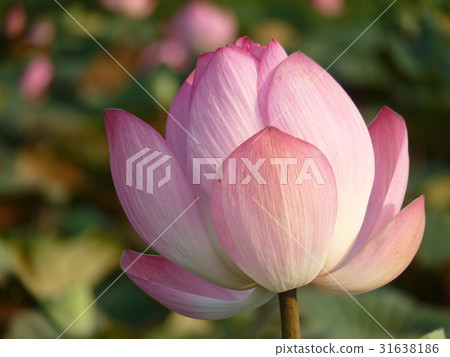 荷花盛開於夏季 荷花盛開於夏季 31638186