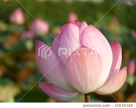 荷花盛開於夏季 荷花盛開於夏季 31638188