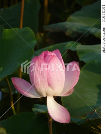 荷花盛開於夏季 31638191