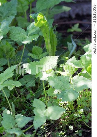 Cultivation of Mitsuba Cultivation of Mitsuba 31639059